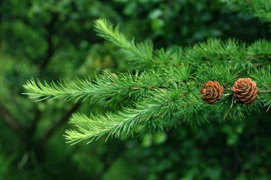 güzel tatil konileri, Noel ve yeni yıl, kış, tasarımcı için boş, kartpostal formu, kopyalama alanı