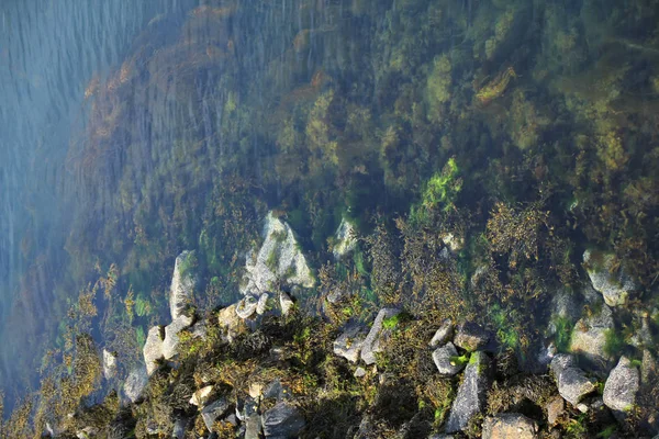 Seashore with sharp gray stones covered with green algae — Stock Photo, Image