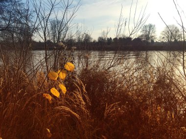 bir nehir ve bir çalı ile güzel sonbahar manzara, ön planda parlak sarı yaprakları ile bir dal