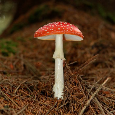 güzel, kırmızı yenmez mantar, agaric sinek, kuru iğneler arasında ormanda, yakın çekim, kare