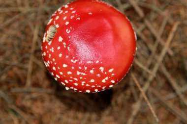 güzel, kırmızı yenmez mantar, agaric sinek, kuru iğneler arasında ormanda, üst görünümü