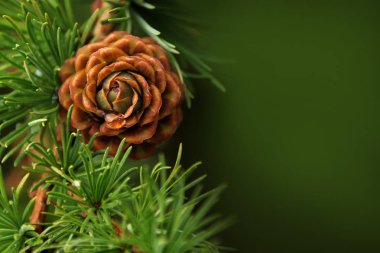 güzel tatil konisi, Noel ve Yeni Yıl sembolü, kış, tasarımcı için boş, kartpostal için boş, kopya alanı