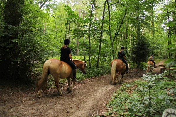 Twee meisjes ruiters rijden twee paarden in het bos — Stockfoto