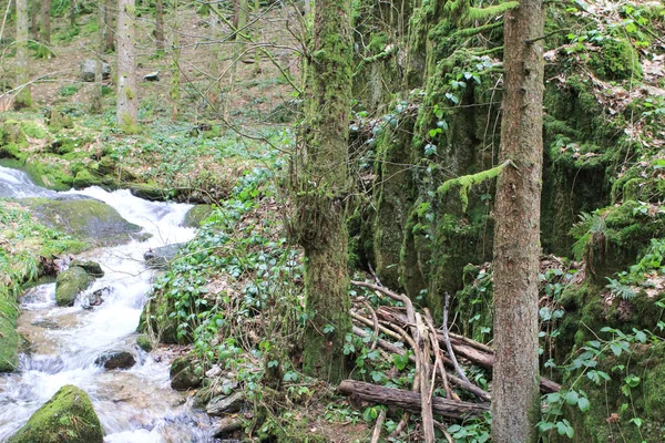 Rio de montanha desce no leito de costas pedregosas, coberto com musgo verde espesso nas florestas da Floresta Negra na Alemanha — Fotografia de Stock