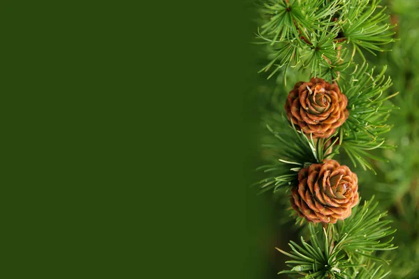Красивый пустой зеленый пустой лист для вашего текста с яркими зелеными хвойными ветвями и сосновыми шишками, естественная концепция — стоковое фото
