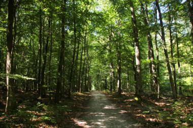 yoğun bir ormanda güzel yeşil yol, yeşillik ile güneş ışığı