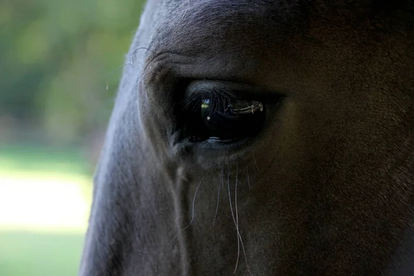 Olho negro belos cavalos, close-up, espaço de cópia — Fotografia de Stock