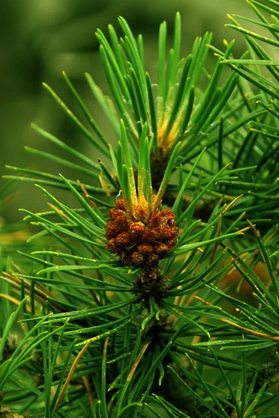Flowering branches of pine, with cones and green needles on a blurred natural background, copy space, close-up, — Stock Photo, Image