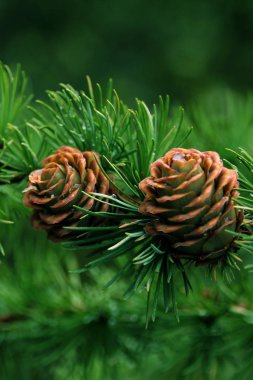 iki güzel tatil konileri, Noel ve Yeni Yıl, kış, tasarımcı için boş, kartpostal için boş, kopya alanı