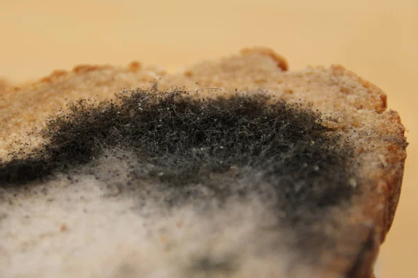 Fotografia de um pedaço de pão de centeio coberto com mofo cinza e preto, espaço de cópia, close-up — Fotografia de Stock