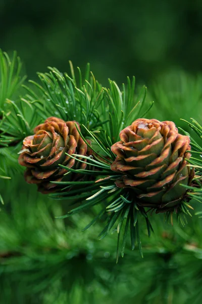 Due bei coni di festa, Natale e Capodanno, inverno, vuoto per il progettista, vuoto per cartolina, spazio copia — Foto Stock