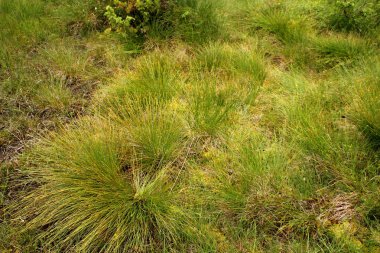 yeşil bataklık tümsekler, yakın çekim, kopya aralığı