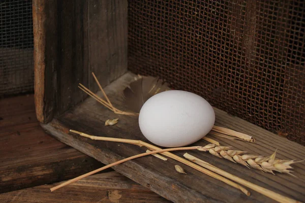 Blanc d'oeuf se trouve dans une boîte en bois, vieux, grunge, concept, gros plan, espace de copie — Photo