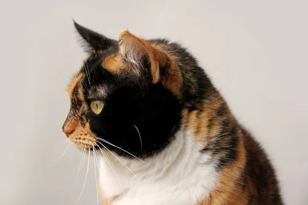 Gato doméstico adulto bonito com olhos inteligentes, preto, marrom e branco cor, close-up, espaço de cópia — Fotografia de Stock