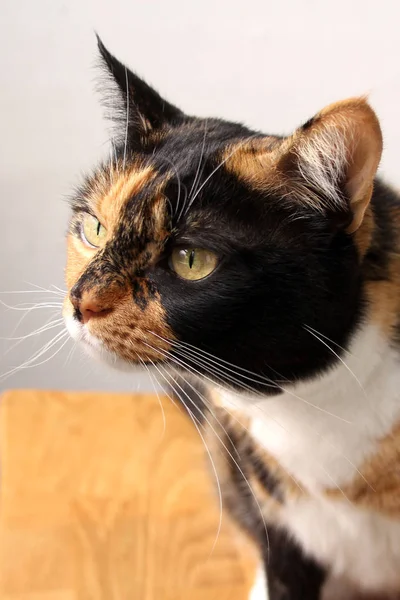 Beautiful adult domestic cat with smart eyes, black, brown and white color, close-up, copy space — Stock Photo, Image