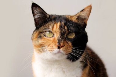 akıllı gözleri ile güzel yetişkin evcil kedi, siyah, kahverengi ve beyaz renk, yakın çekim, kopyalama alanı