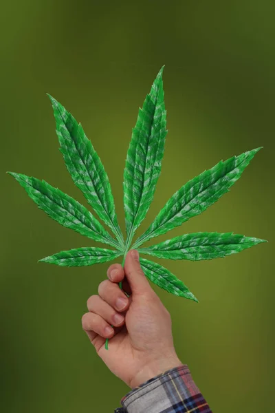 green cannabis leaf in hand on blurred green background, concept using marijuana for medical and recreational reasons, this drug can affect mind and body, CBD products, close-up, copy space