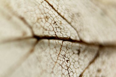 İskeletli bir levhanın yakın çekim