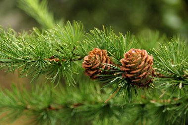 İki güzel tatil konisi, Noel ve Yeni Yıl sembolü, kış, tasarımcı için boş, kartpostal için boş, kopyalama alanı