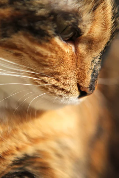 O nariz de um gato doméstico escuro com manchas de perto, espaço de cópia — Fotografia de Stock