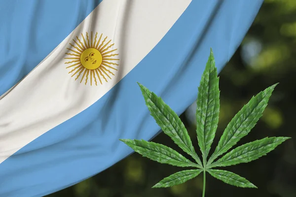 대마의 녹색 잎과 아르헨티나의 아름다운 실크 국기, 의료 대마초의 개념, 마약의 합법화, 마약 밀매의 범죄, 클로즈업 — 스톡 사진