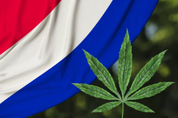Folha verde de cânhamo e a bela bandeira nacional de seda dos Países Baixos, o conceito de cannabis medicinal, legalização de drogas, crimes de tráfico de drogas, close-up — Fotografia de Stock