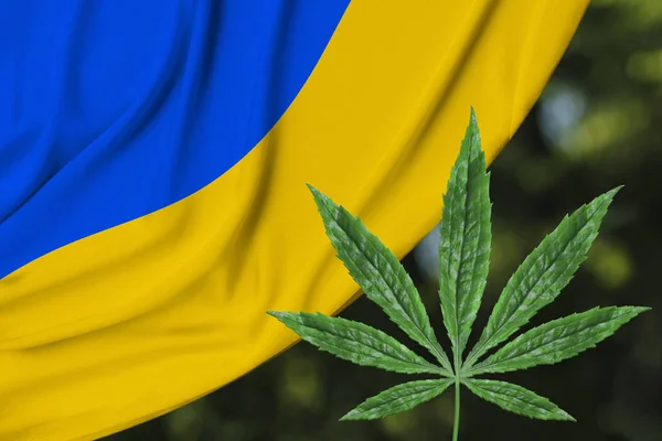 Зеленый лист конопли и красивый шелковый национальный флаг Украины, концепция медицинского конопли, легализация наркотиков, торговля наркотиками, крупный план — стоковое фото