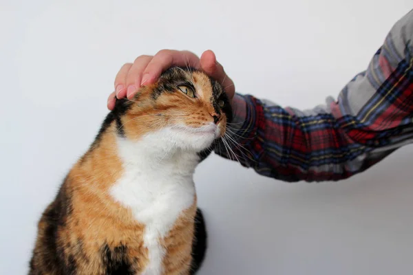 Hombre suavemente acariciando su hermoso gato tricolor se encuentra sobre un fondo gris claro, mirar a un lado, primer plano —  Fotos de Stock