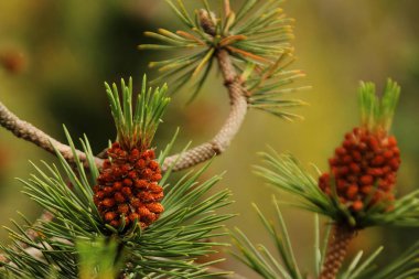 Çam çiçekli dalları, bulanık doğal arka plan üzerinde koniler ve yeşil iğneler ile, kopya alanı, yakın çekim,