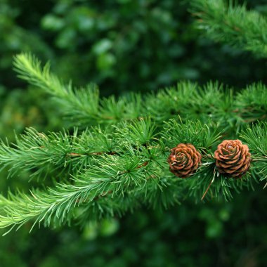 güzel tatil konileri, Noel ve yeni yıl, kış, tasarımcı için boş, kartpostal formu, kopyalama alanı