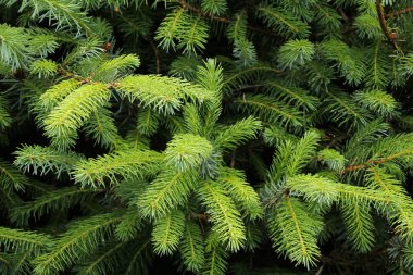 güzel tatil konileri, Noel ve Yeni Yıl, doku, tasarımcı için boş, kartpostal için form, kopya alanı