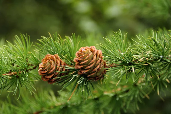 Dois belos cones de férias, símbolo de Natal e Ano Novo, inverno, em branco para designer, em branco para cartão postal, espaço de cópia — Fotografia de Stock