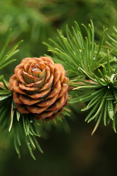 Mooie vakantie kegel, symbool van Kerstmis en Nieuwjaar, winter, leeg voor ontwerper, leeg voor briefkaart, kopieer ruimte — Stockfoto