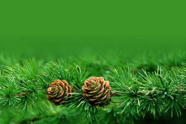Dois belos cones de férias, símbolo de Natal e Ano Novo, inverno, em branco para designer, em branco para cartão postal, espaço de cópia — Fotografia de Stock