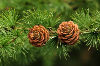 İki güzel tatil konisi, Noel ve Yeni Yıl sembolü, kış, tasarımcı için boş, kartpostal için boş, kopyalama alanı