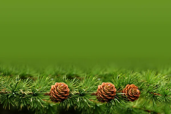 Belos cones de férias, Natal e Ano Novo, inverno, em branco para designer, formulário para cartão postal, espaço de cópia — Fotografia de Stock