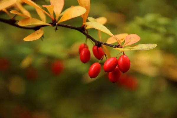 Branches of barberry with red berries on a beautiful autumn background of fall foliage, environmental concept, close-up, copy space — Stock Photo, Image