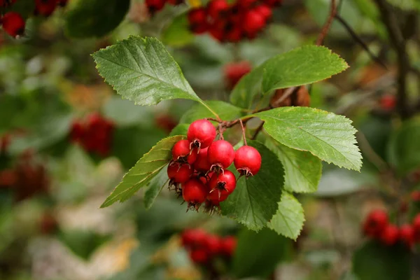 Rama de espino con bayas rojas sobre un hermoso fondo otoñal de follaje verde, concepto ambiental, primer plano, espacio para copiar —  Fotos de Stock