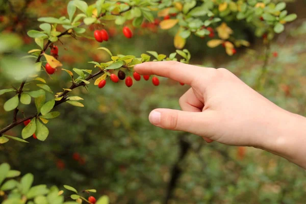 Kind berührt die Zweige der Berberitze mit roten Beeren auf einem schönen Hintergrund aus Herbstlaub, Umweltkonzept, Nahaufnahme — Stockfoto