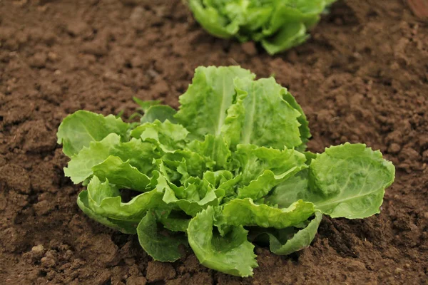 Foto grüner Salat auf dem Feld, Konzept des Anbaus von Bio-Gemüse, Nahaufnahme — Stockfoto