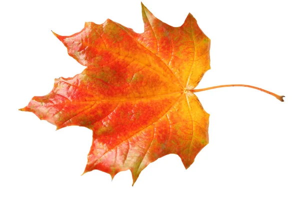 Bela folha de bordo laranja outono em um fundo branco, isolar, close-up — Fotografia de Stock