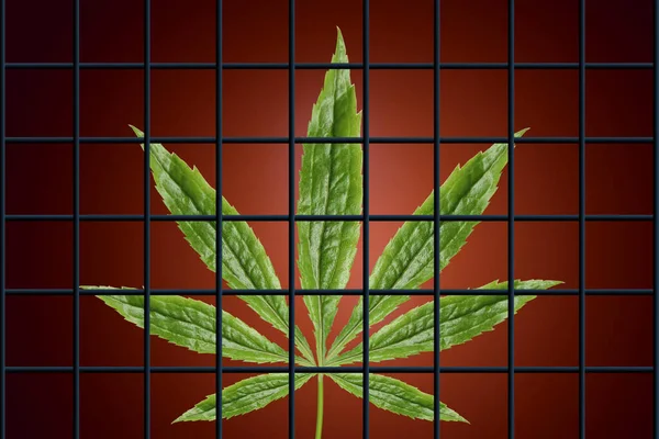 Grünes Blatt Marihuana hinter schwarzen Gittern, illegales Drogenkonzept, Betäubungsmittel, Nahaufnahme, Kopierraum — Stockfoto
