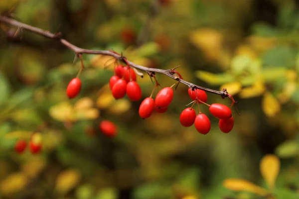 Branches of barberry with red berries on a beautiful autumn background of fall foliage, environmental concept, close-up, copy space — Stock Photo, Image