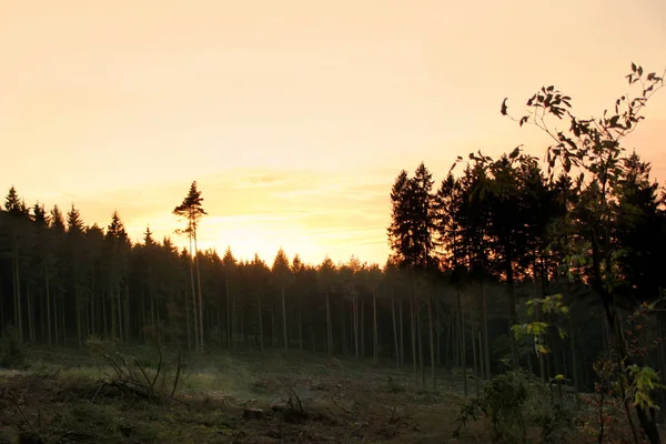 석양을 배경으로 아름다운 침엽수림 풍경 — 스톡 사진