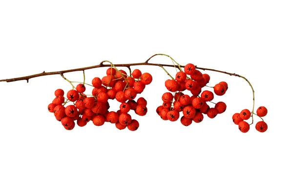 Ізольована гілка з червоними ягодами для дизайну — стокове фото