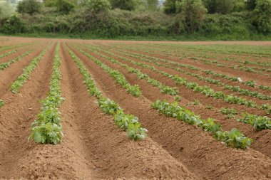 Patates, yüksek yataklar, tarla, tarım konsepti, büyüyen ekin ve çevre dostu bitkilerle dolu uzun sıralı tarlalar.