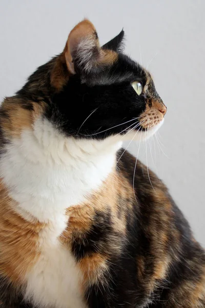 Gato Doméstico Adulto Bonito Senta Olha Para Lado Conceito Medicina — Fotografia de Stock
