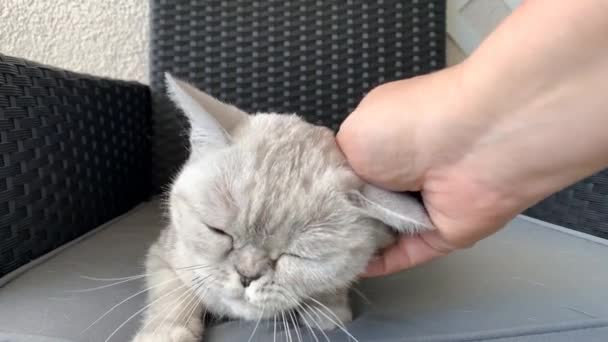 Wanita Membelai Kucing Bulu Putih Ras Inggris Yang Terletak Sofa — Stok Video