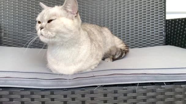 Gato Taquigrafía Blanca Raza Británica Encuentra Sofá Jardín Gris Mira — Vídeos de Stock