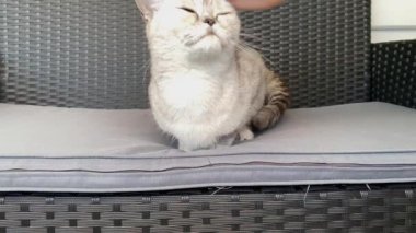 İngiliz soyundan beyaz bir kediyi okşayan kadın, gri bir bahçe kanepesinde yatıyor, boş boş etrafa bakıyor, dört ayaklı evcil hayvan yetiştirme ve besleme kavramı.
